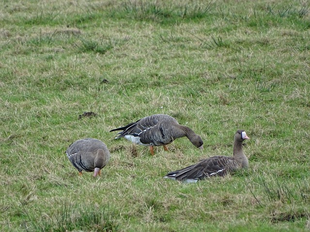 孙颖莎、谷爱凌、郑钦文分别代表中国体育不同模式的成就，展现多样性与进步。